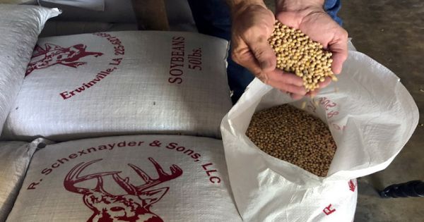 Trung Quốc có thể dừng nhập khẩu toàn bộ đậu nành Mỹ