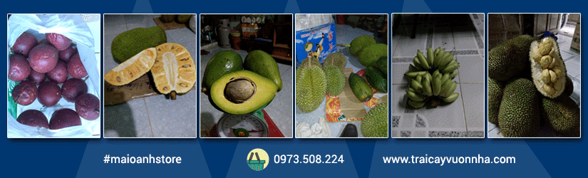MaiOanhStore chuyên cung cấp trái cây sạch từ nhà vườn Tân Phú, Đồng Nai. Hotline liên hệ: 0973 508 224