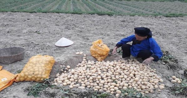 Nỗi lo sau giải cứu khoai tây ở Lạng Sơn