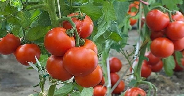 Trồng cà chua tại nhà quả sai trĩu trịt ăn quanh năm không hết